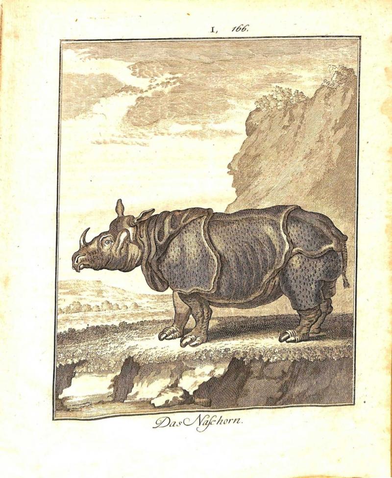 seidel_rhino