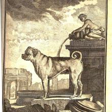 Copperplate engraving of a pug