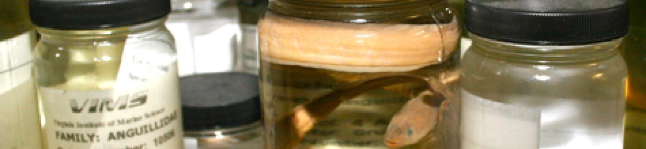 specimen jars