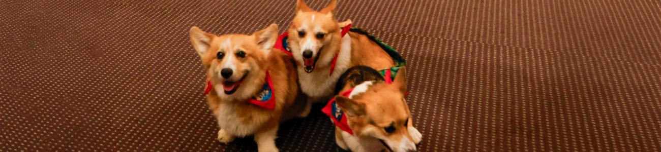 Three happy corgis wearing red bandanas