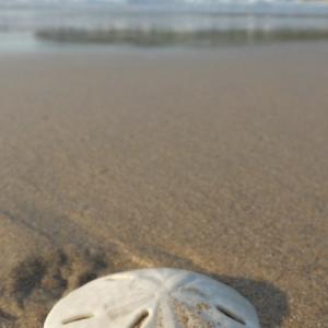 Sand dollar on a beach