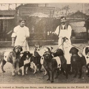Group of dogs training for service in the French Army