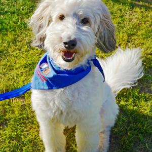 White therapy dog