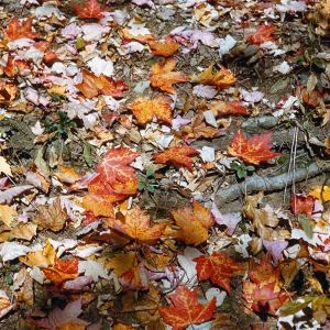 Orange and red fall leaves