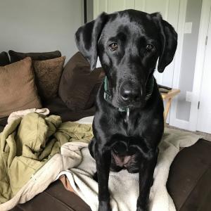 Black lab staring soulfully at the camera