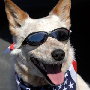 Dog wearing sunglasses and an American flag bandana