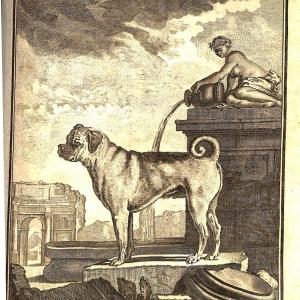 Copperplate engraving of a pug