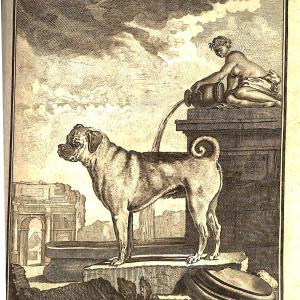 Copperplate engraving of a large dog with curled tail