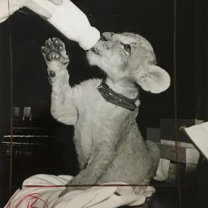 Simba being bottle fed