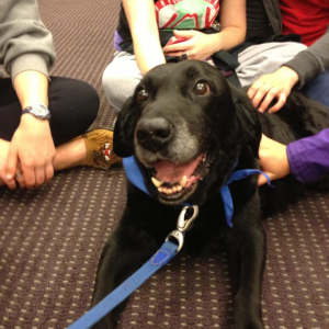 Skipper, a black lab, surrounded by students