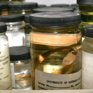 specimen_jars
