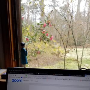 Swem staff member's view of rose bush when working from home